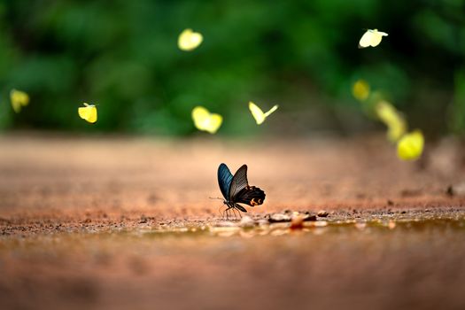 Beautiful butterflies gathering on a sunlit forest path, showcasing nature's delicate wonders.