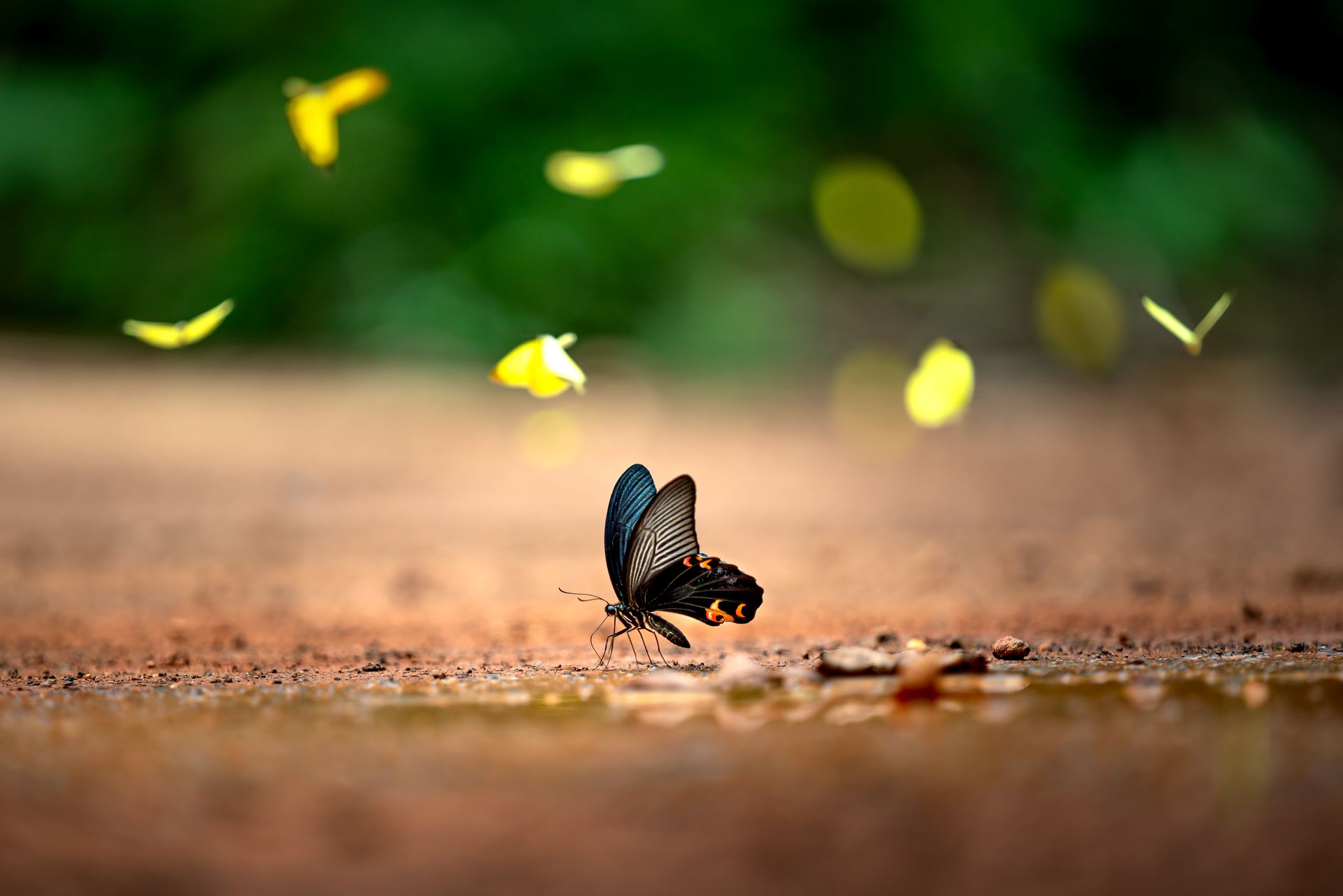 Black butterfly on the ground surrounded by fluttering yellow butterflies in a lush outdoor setting.