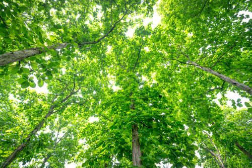 Free Vibrant green tree canopy viewed from below, capturing the vivid essence of a forest. Stock Photo