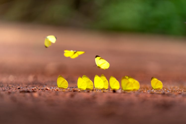 Photo Of Yellow Butterflies On The Ground