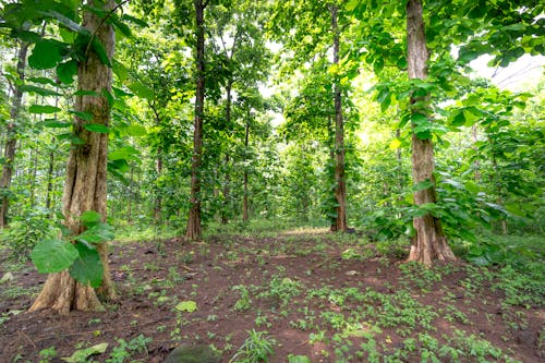 Tall Trees in the Forest