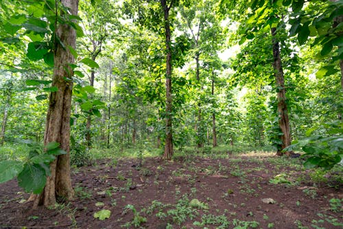 Green Tall Trees in the Forest