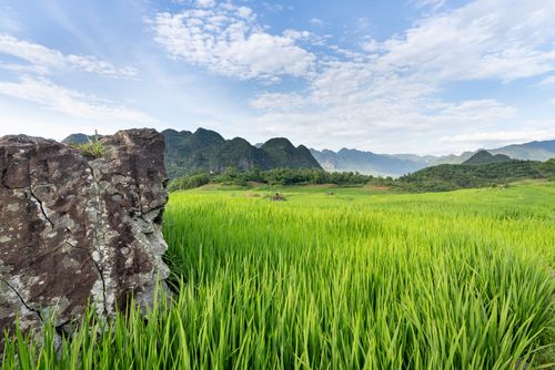 Free Serene landscape of rice fields with a rocky foreground against a backdrop of mountains and blue sky. Stock Photo