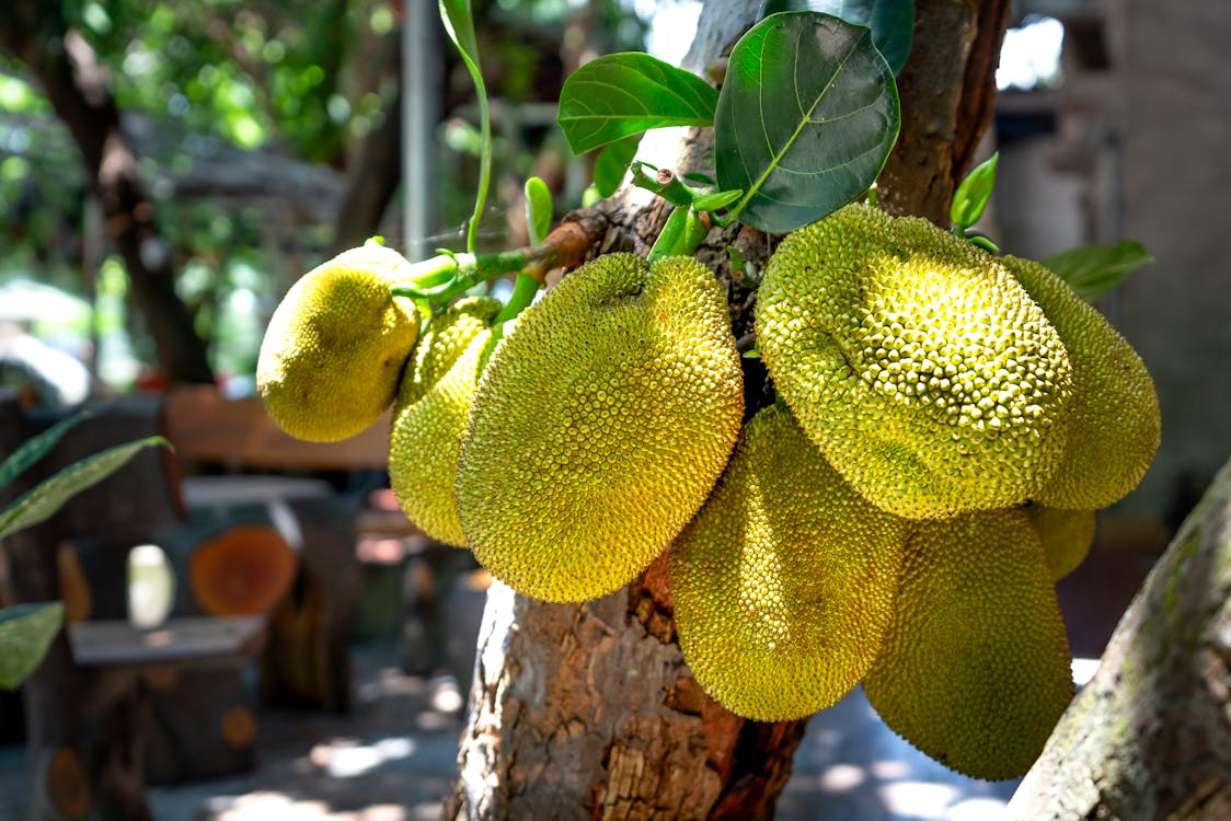 How to Cook Jackfruit -04 Secret Recipes 3 how to cook jackfruit