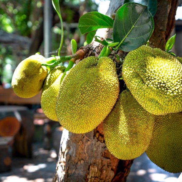 Jackfruit