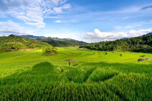 Free Expansive lush rice fields with distant mountains under a bright blue sky, creating a serene rural landscape. Stock Photo