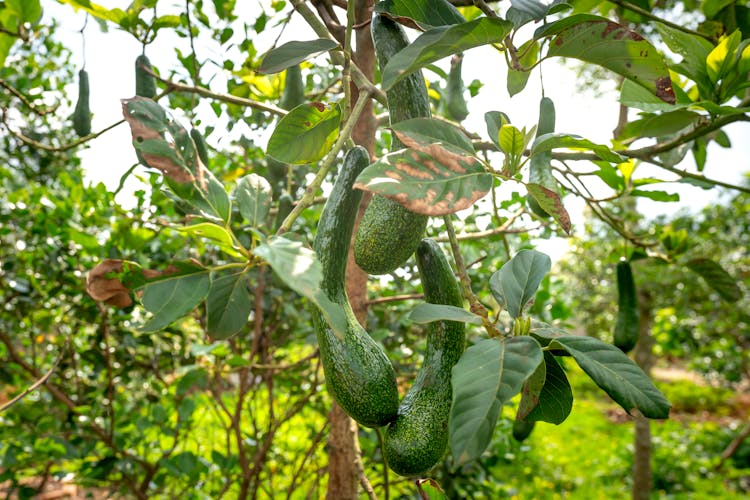 Avocados Growing On Tree In Garden