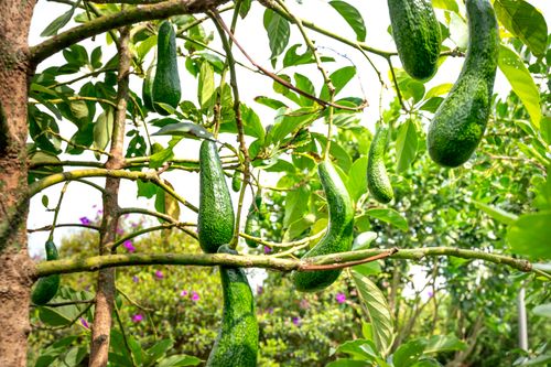 Free Lush green avocados hanging on a tree under bright daylight, perfect for nature lovers. Stock Photo