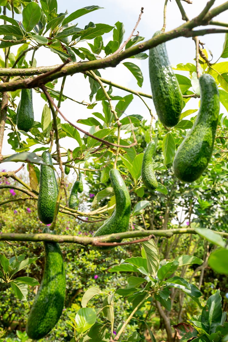 Fresh Avocado Hanging On A Tree