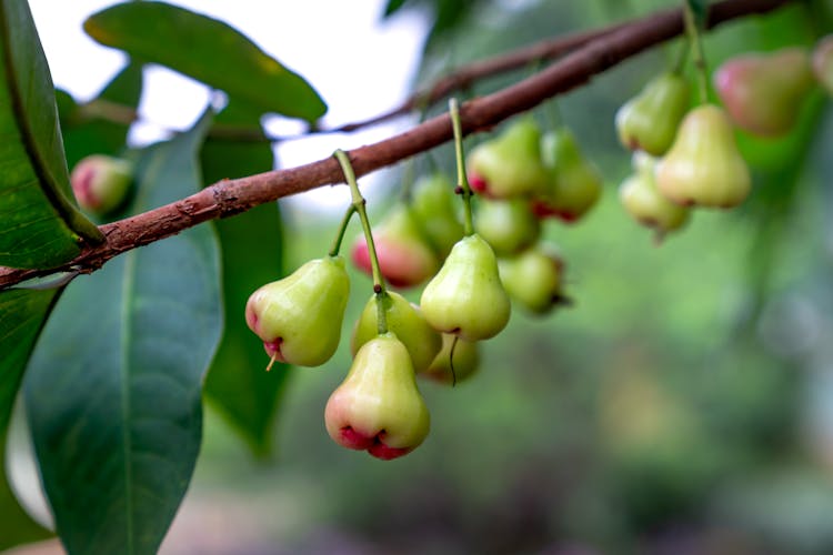 Java Apple Hanging On A Tree Branch