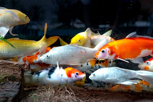 Free White and Orange Koi Fish in the Aquarium Stock Photo