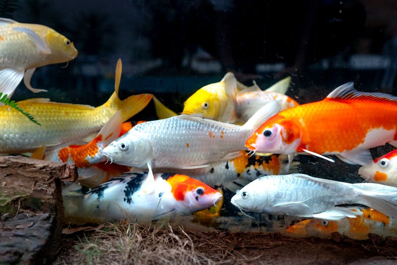 A colorful school of koi fish swimming in an aquarium, showcasing vibrant patterns and colors.