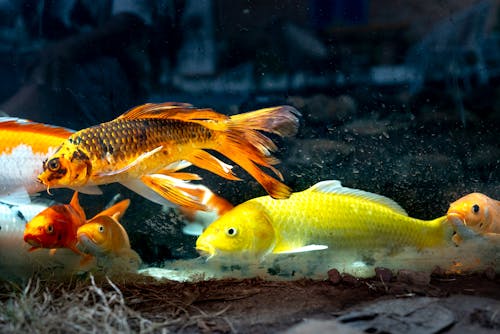 Exotic Fish in Aquarium