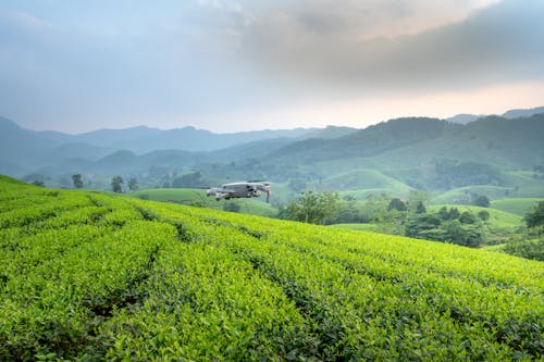 Drone Flying above Plantations