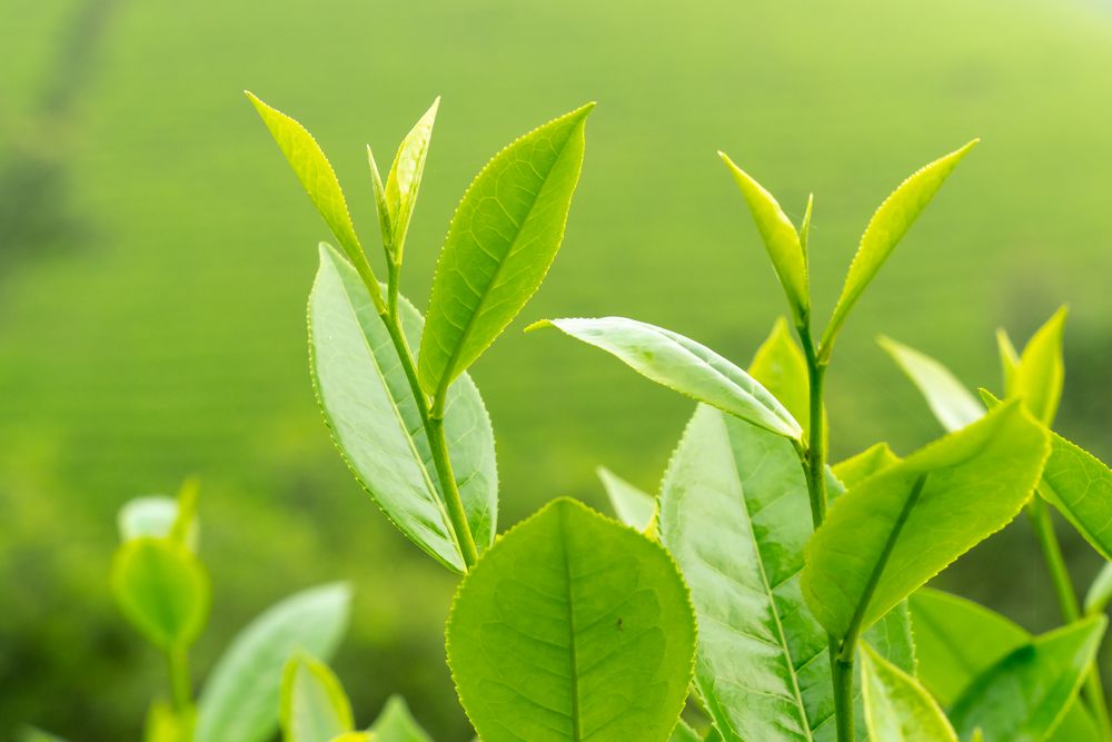Close-up of fresh black tea leaves before processing