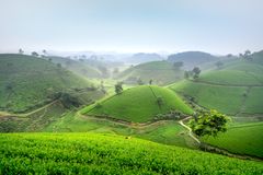 Serene view of rolling green tea plantations in a misty rural landscape.