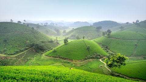 Serene view of rolling green tea plantations in a misty rural landscape.