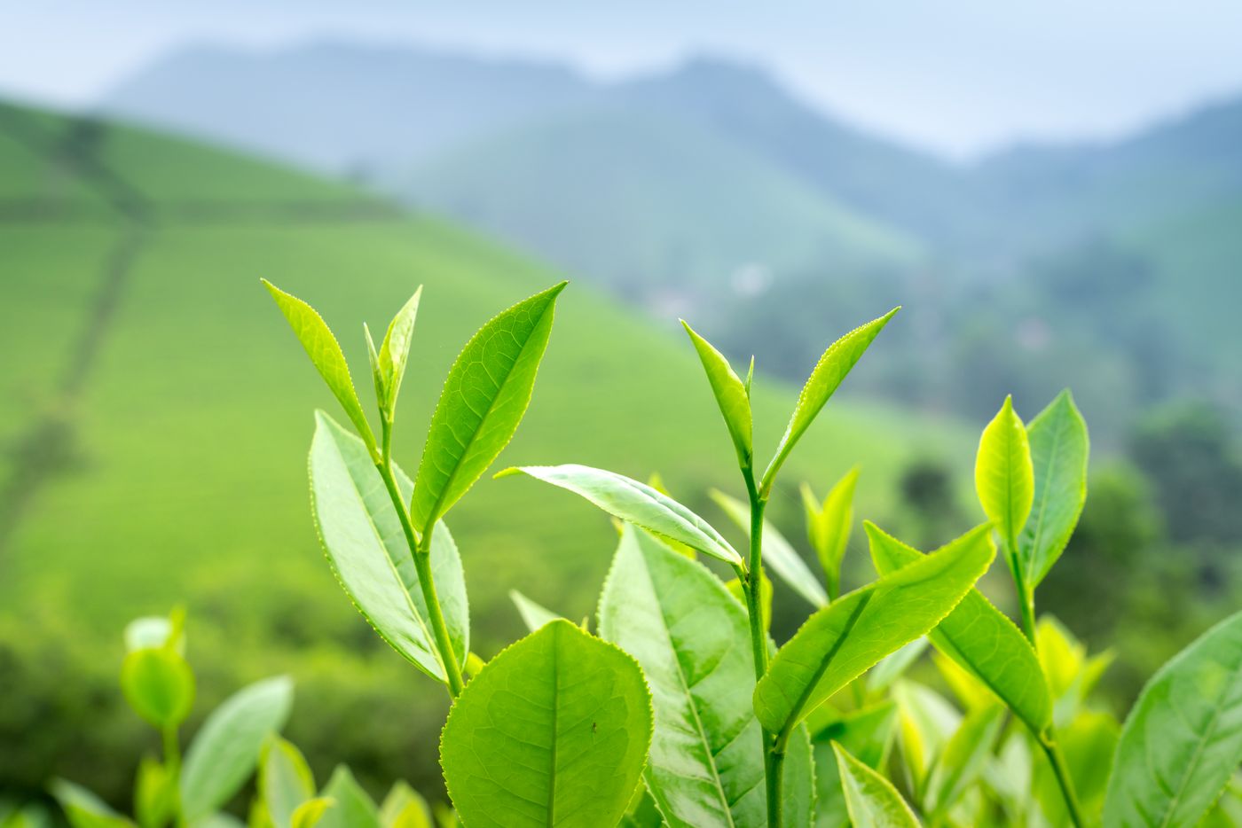 Tea