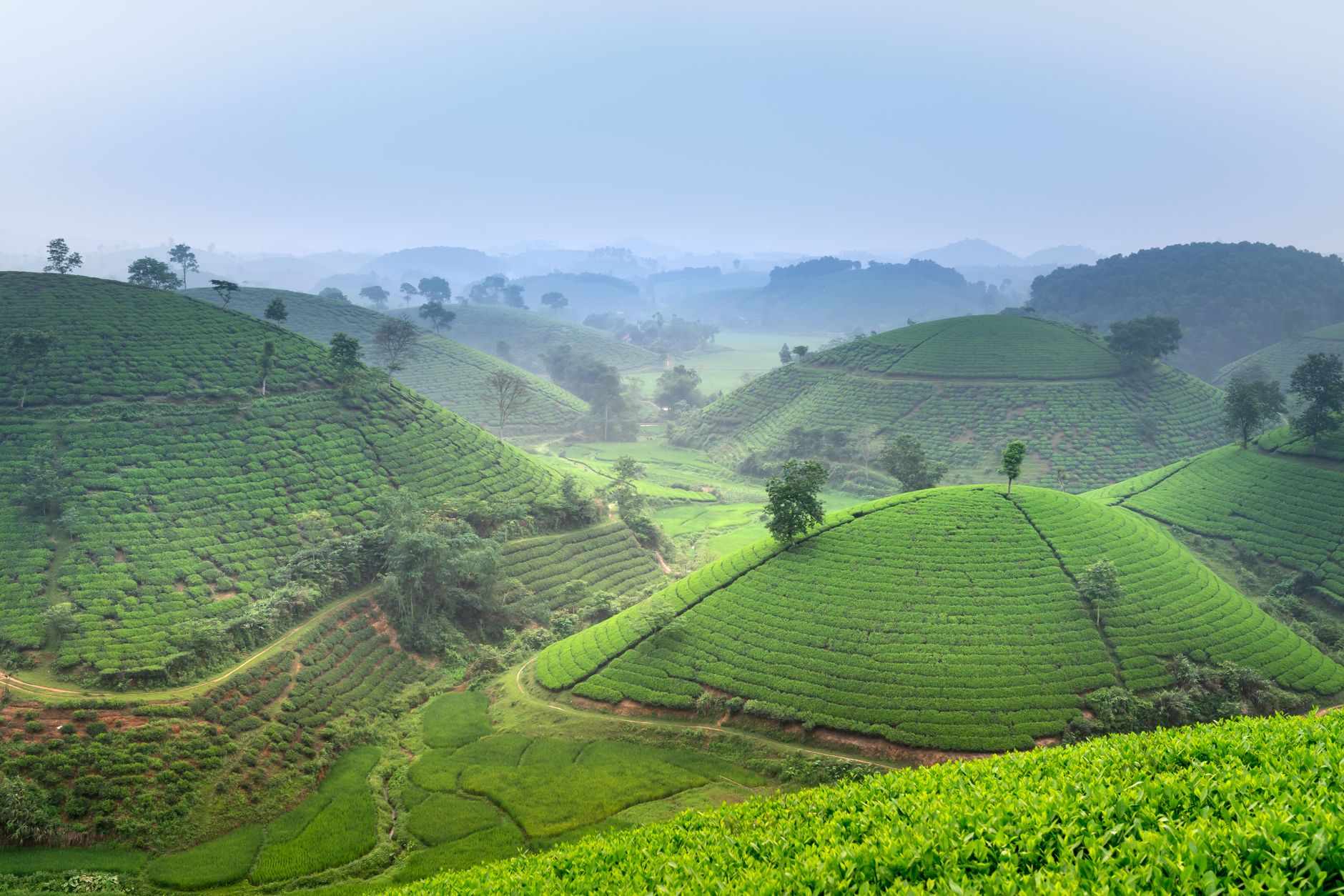 Scenic view of verdant tea fields in Vietnam's hilly landscape under a hazy sky.