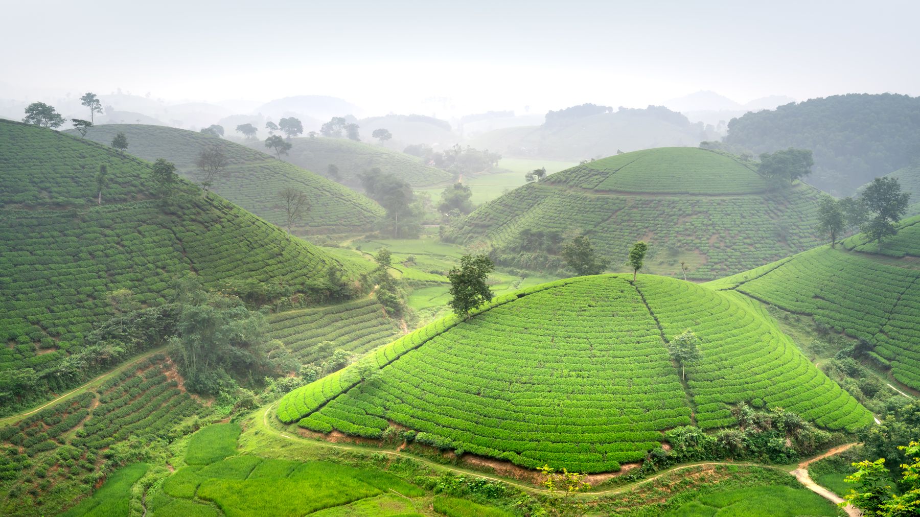 Những ngọn đồi mờ sương với các đồi chè xanh mướt, tạo nên khung cảnh nông nghiệp tuyệt đẹp.