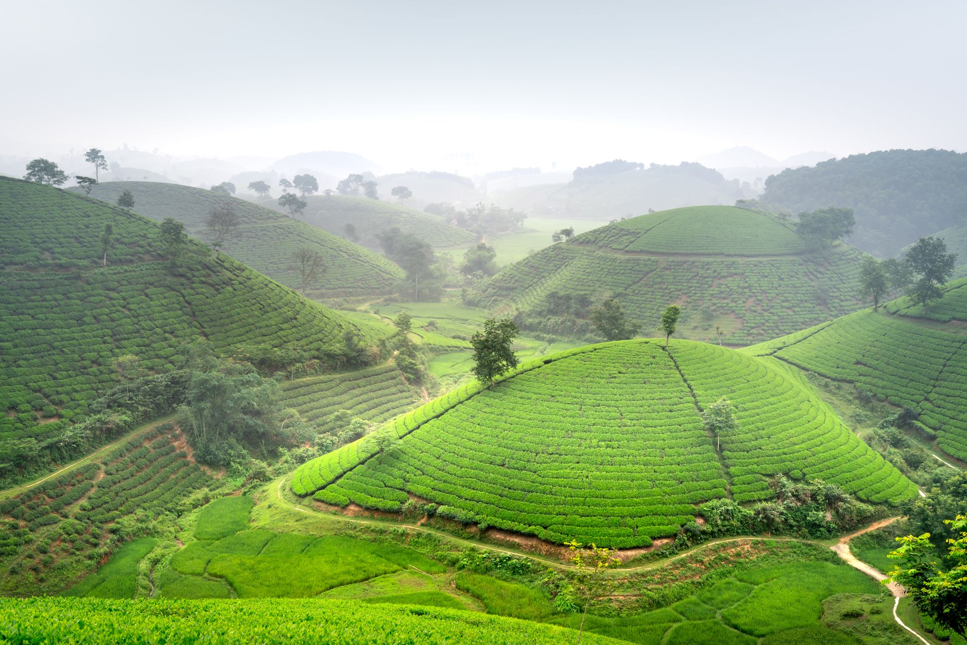 Misty hills with vibrant green tea plantations, offering a scenic agricultural landscape.