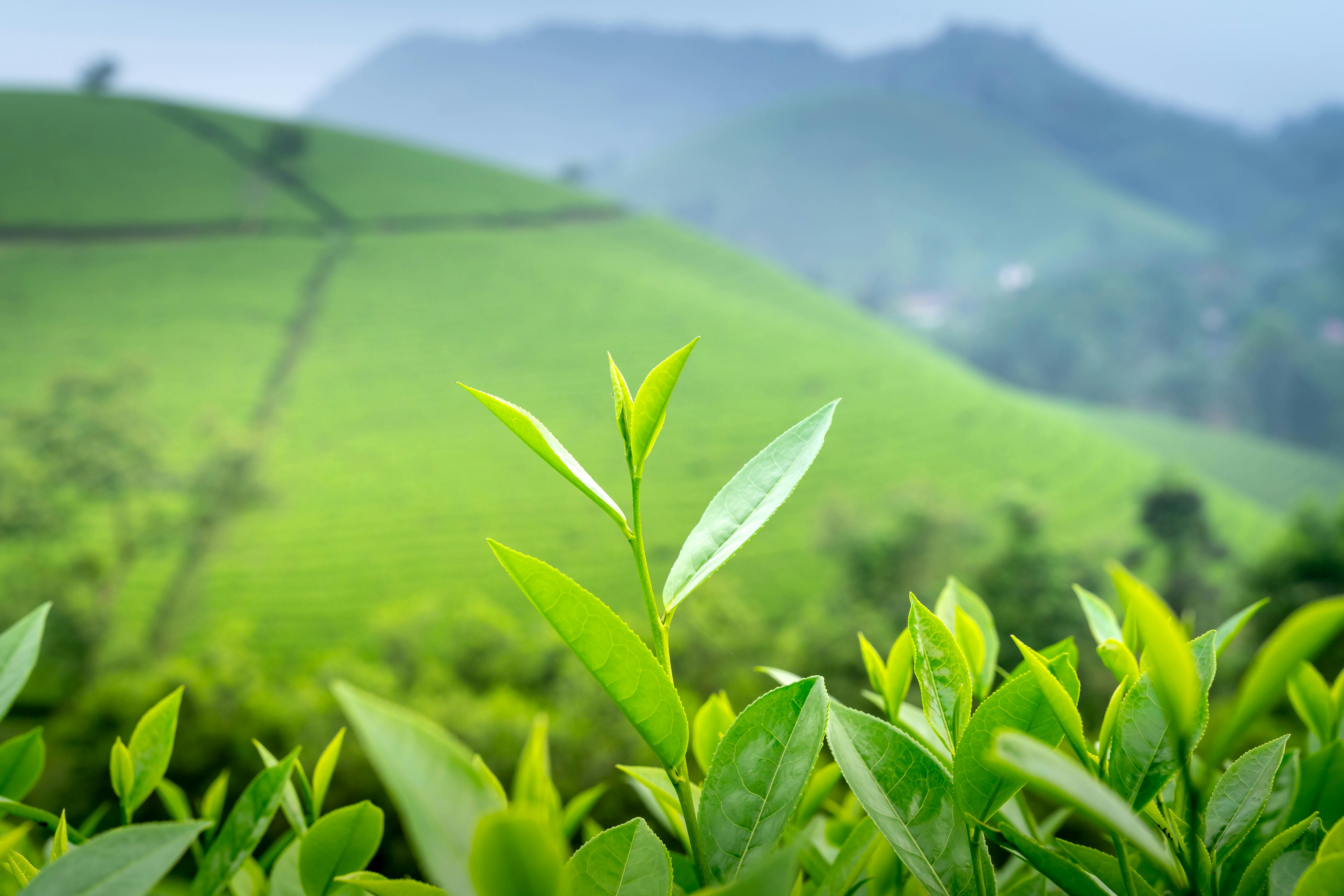 Green Tea Leaves Growing on Plantation · Free Stock Photo