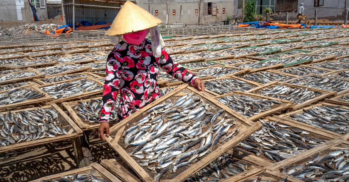 Woman Working in Fishing Industry · Free Stock Photo