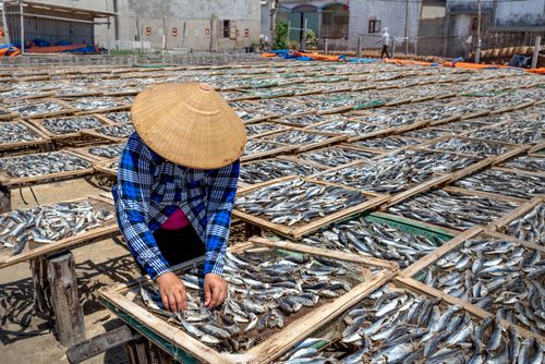 Free A person in a traditional hat sorts fish drying in the sun at an outdoor market. Stock Photo