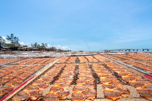 Imagine de stoc gratuită din câmp, conservarea alimentelor, industria alimentară