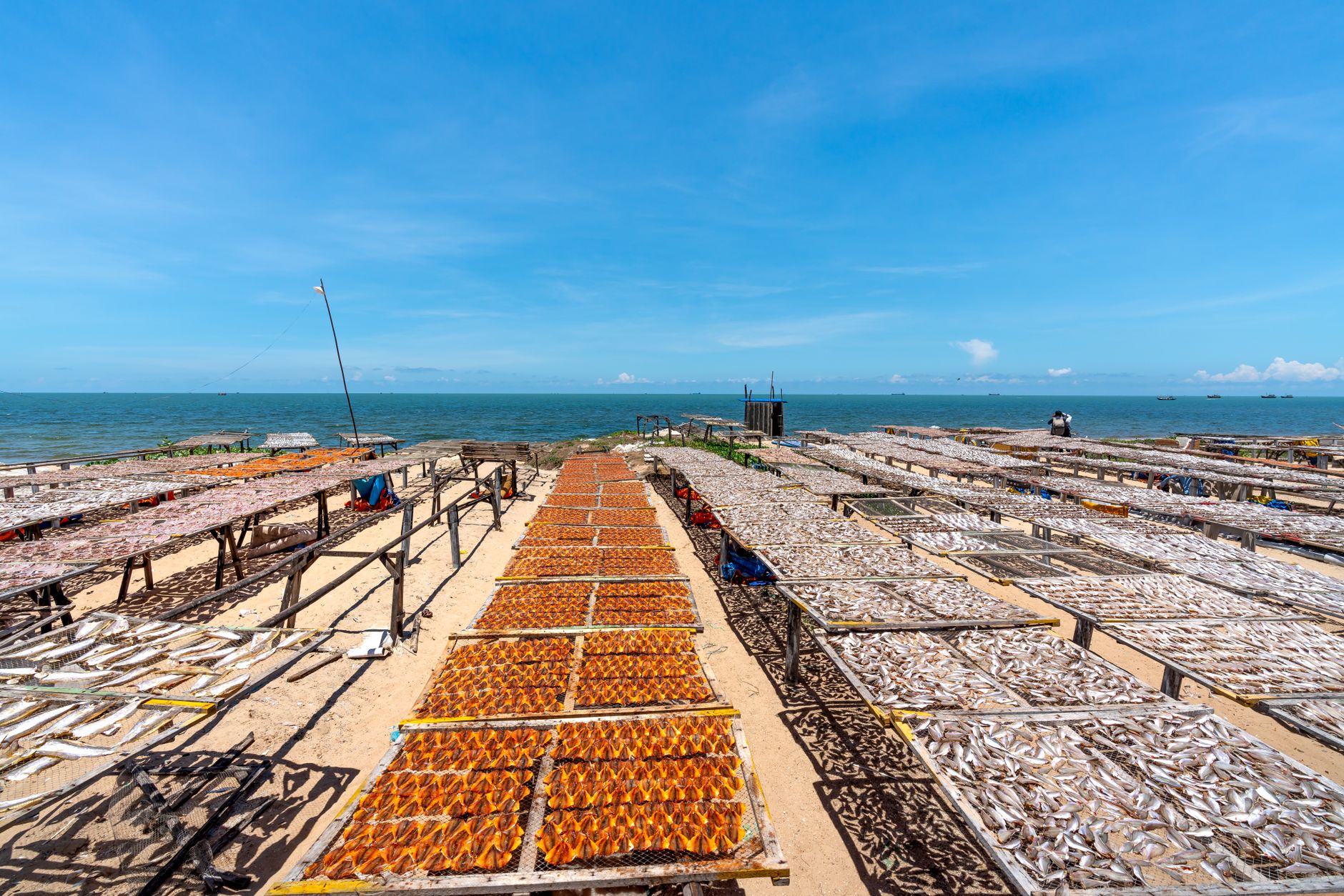 Rows of fish drying on racks along a sunny beach, reflecting local fishery practices.