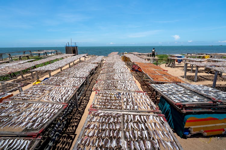 Fish On Tables On Outdoor Farm On Beach