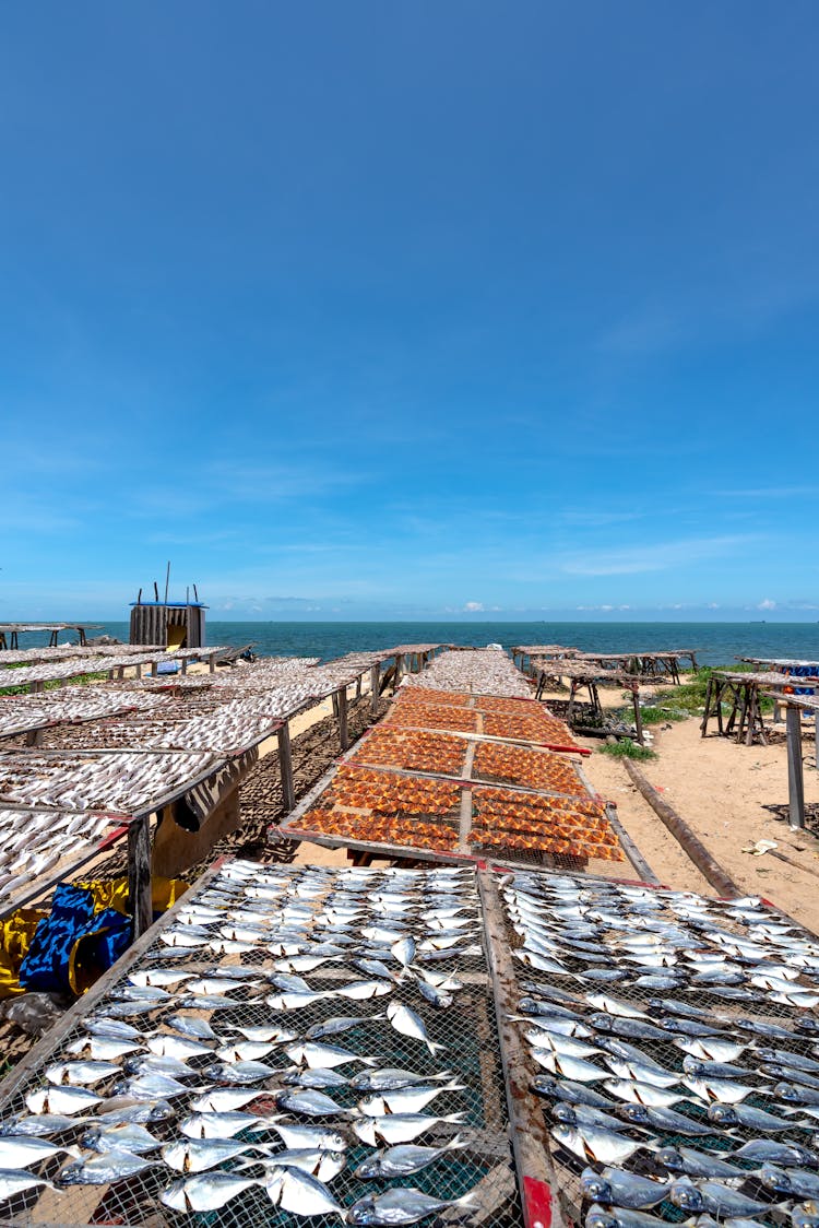 Fish On Nets On Outdoor Farm On Shore