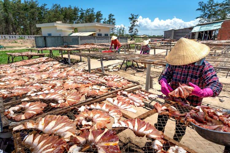 People Working With Fish On Outdoor Farm