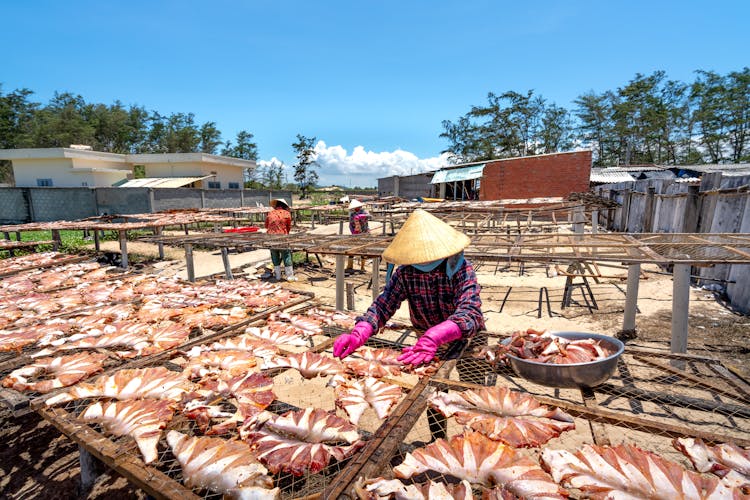 People Working With Fish On Outdoor Farm