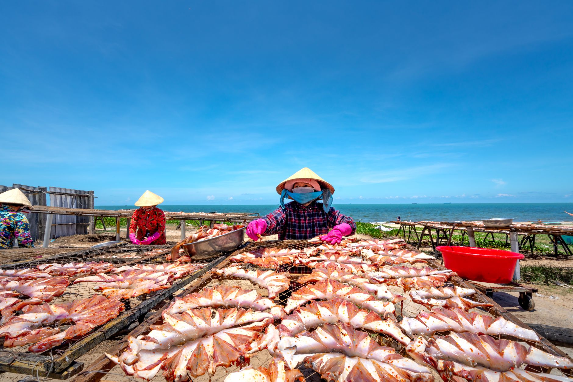 Fishermen drying squid on Vietnamese coast under clear sky.