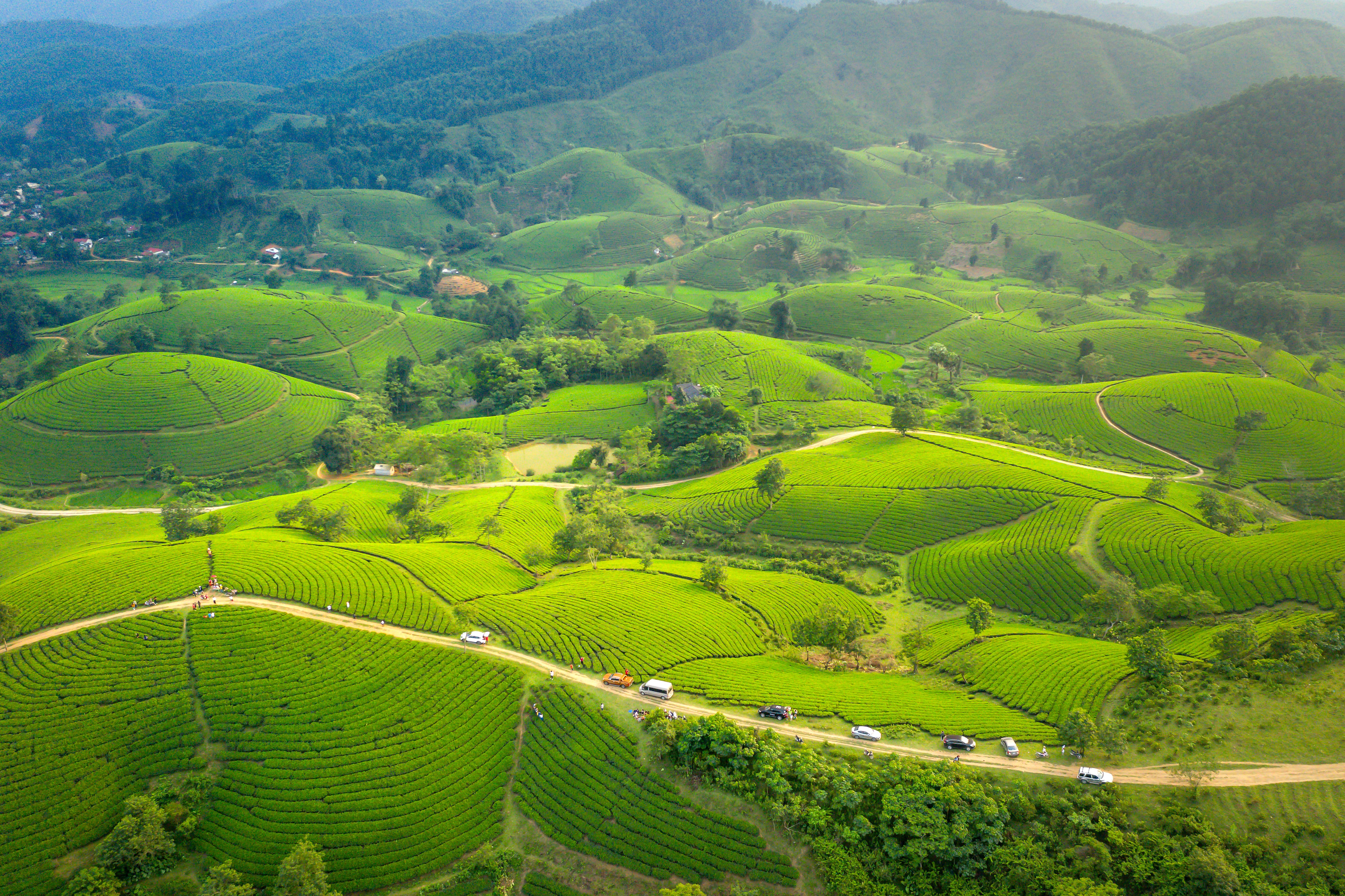 China’s Humanoid Robots Become Tea Farmers