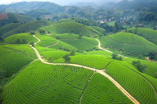 Kostnadsfri bild av fält, grön, kullar