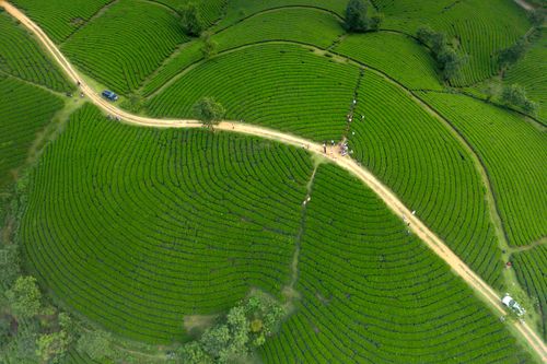 Aerial View of Croplands · Free Stock Photo