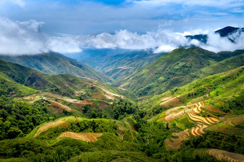 A Beautiful Paddy Field Under White Clouds