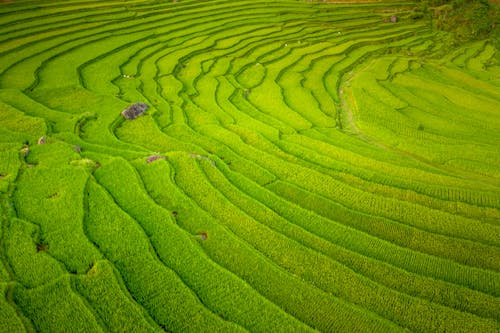 grátis Foto profissional grátis de agricultura, área, arrozal Foto profissional