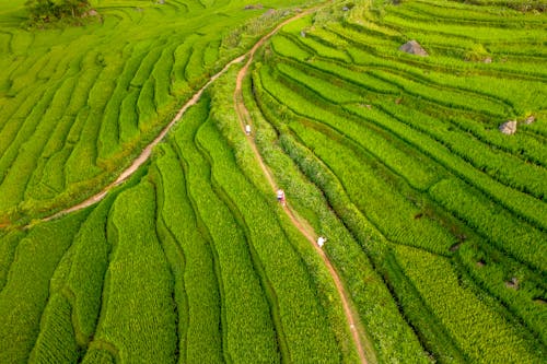 Aerial View of Rice Terraces 