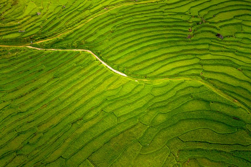 Foto drone menangkap sawah terasering hijau subur di pedesaan