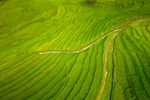 Aerial View of Rice Terraces