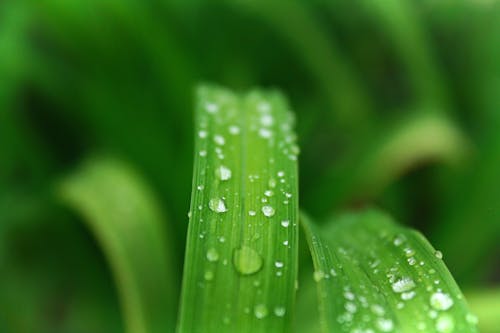 綠葉植物與水露的特寫照片