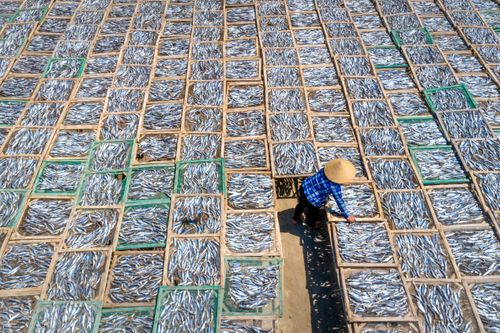 Free A worker in a straw hat sorting fish in wooden racks under the sun for drying. Stock Photo