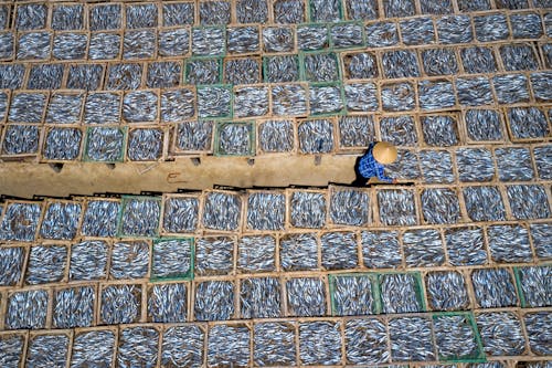 High Angle Shot of Drying of Fish 