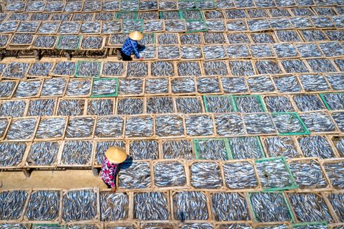 Free Aerial view of fish drying on racks with workers in traditional hats outdoors. Stock Photo