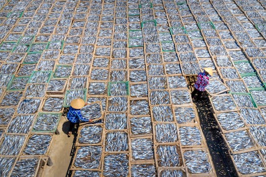 Two workers arrange fish on trays under the sun, viewed from above.