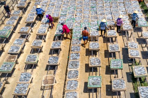 Free Workers arrange fish on trays for drying under the sun, seen from above. Stock Photo