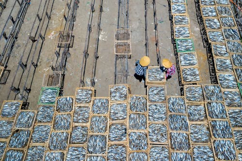 Fishermen harvesting Dried Fish
